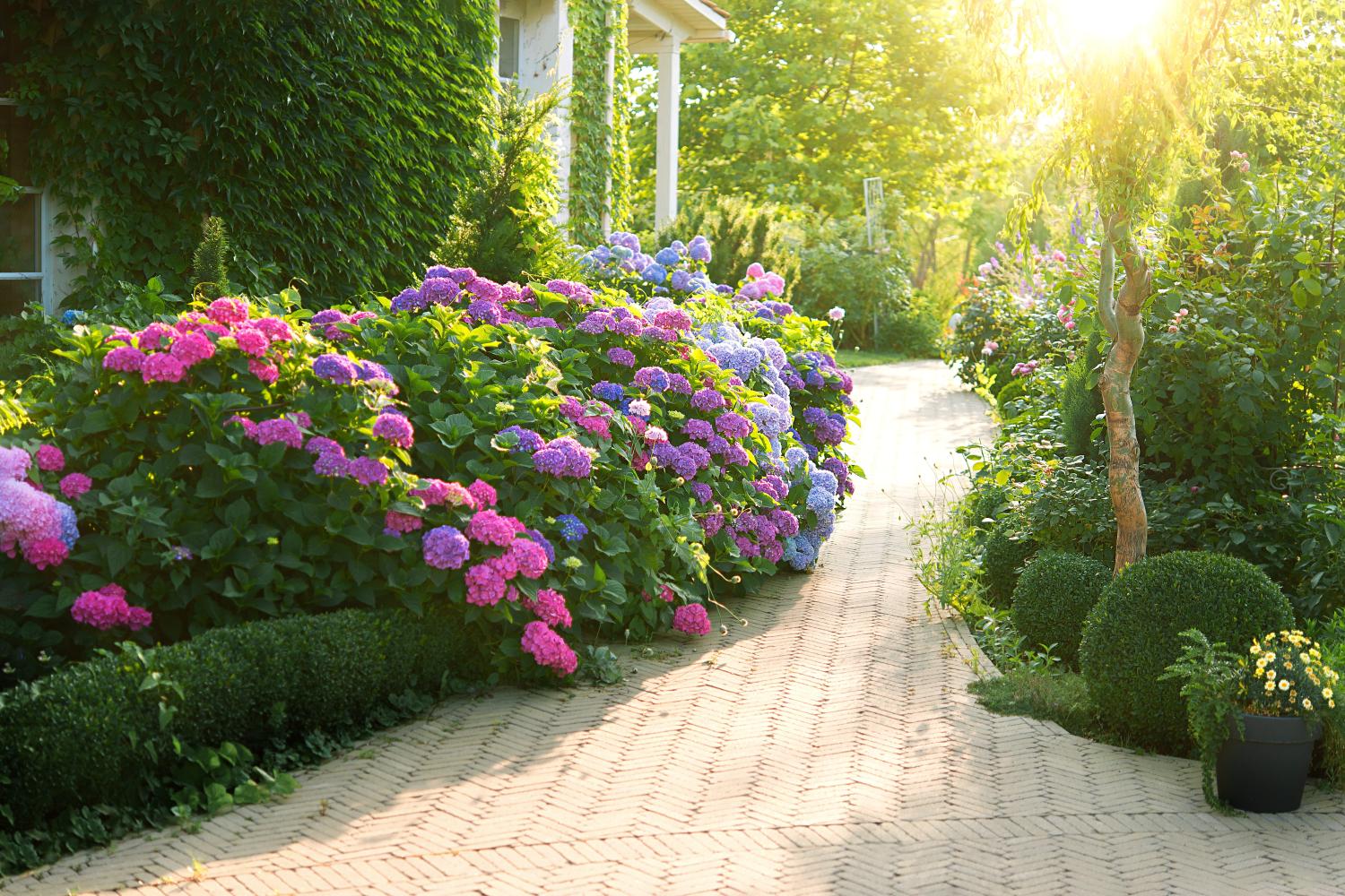 Hortensien bereichern den Garten mit Farbenpracht im Sommer.