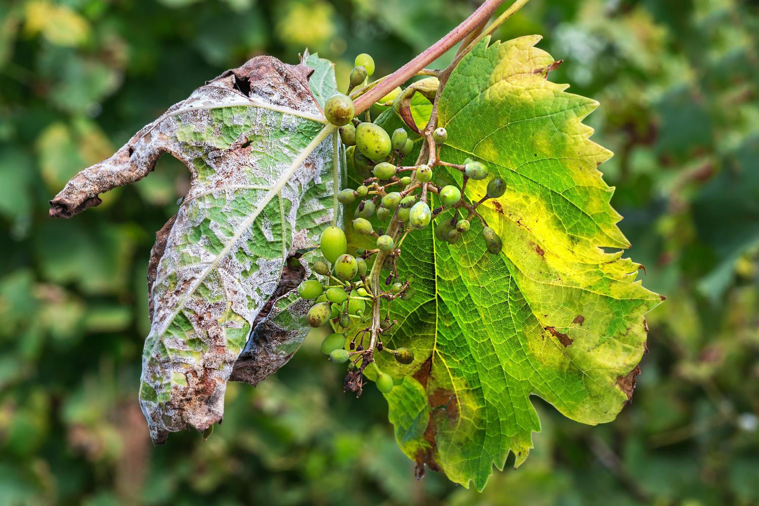 Weinrebe mit einem starken Befall von Falschem Mehltau. Die Blattunterseite ist mit weißem Belag bedeckt, das Blatt wird bräunlich und eingerollt