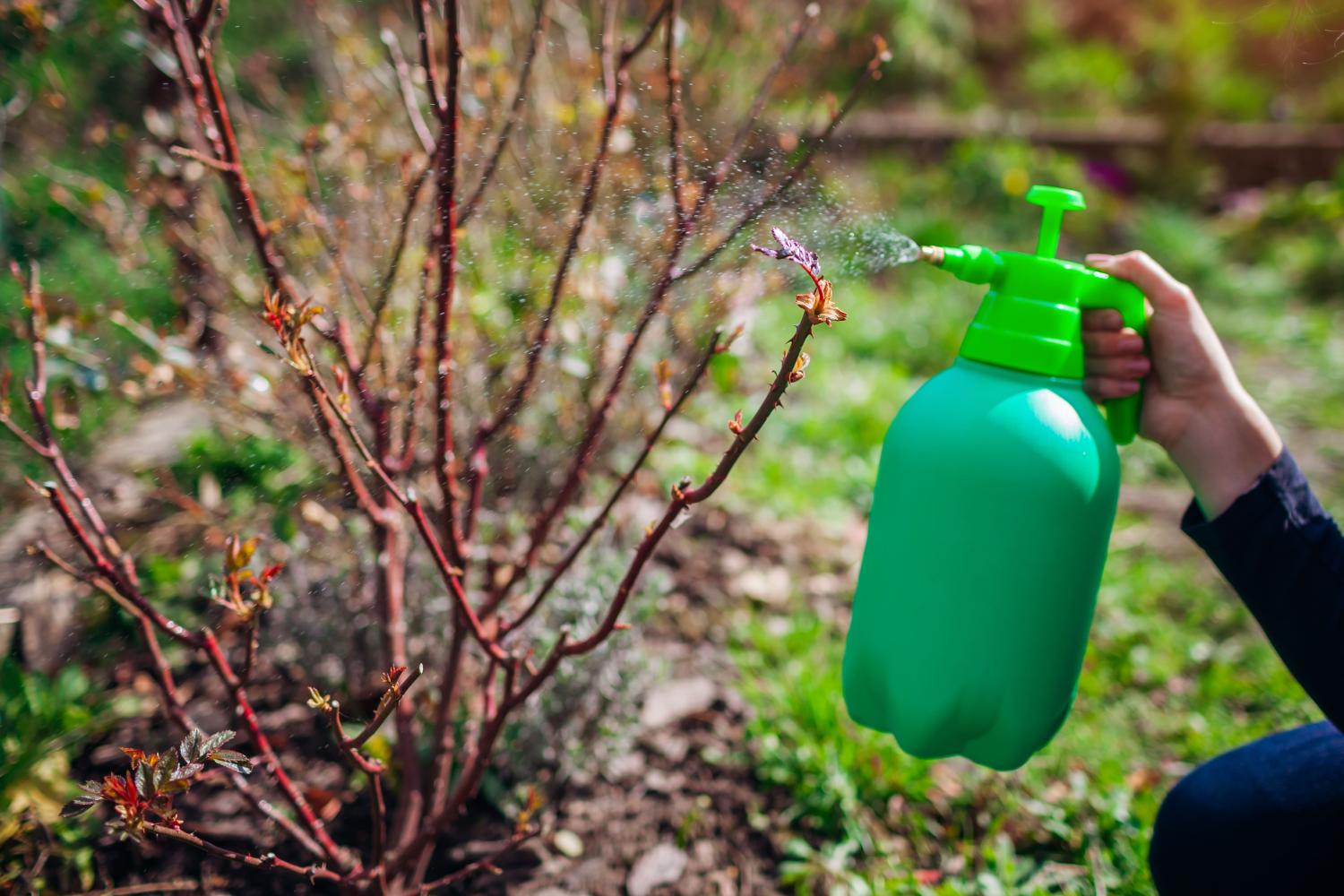 Befallenen Pflanzen vom Vorjahr kann geholfen werden, indem man vorbeugend Sprays einsetzt, sobald frühlingshaftes Wetter herrscht.