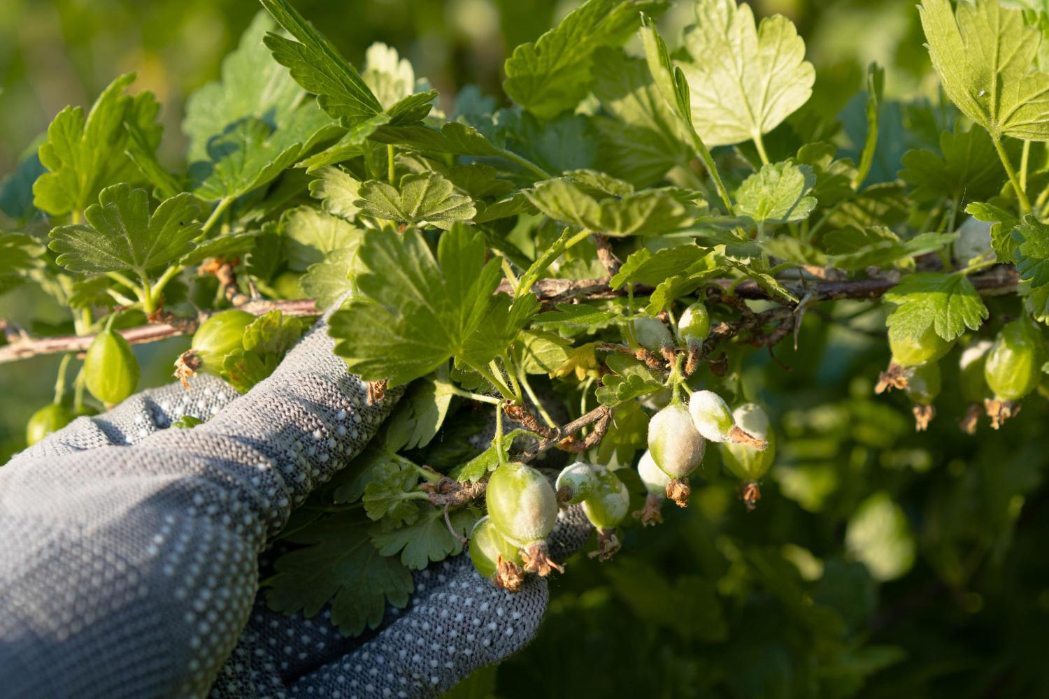 Ein Gärtner hält einen Seitentrieb einer Stachelbeerpflanze, deren Beeren von Echtem Mehltau bepudert sind.