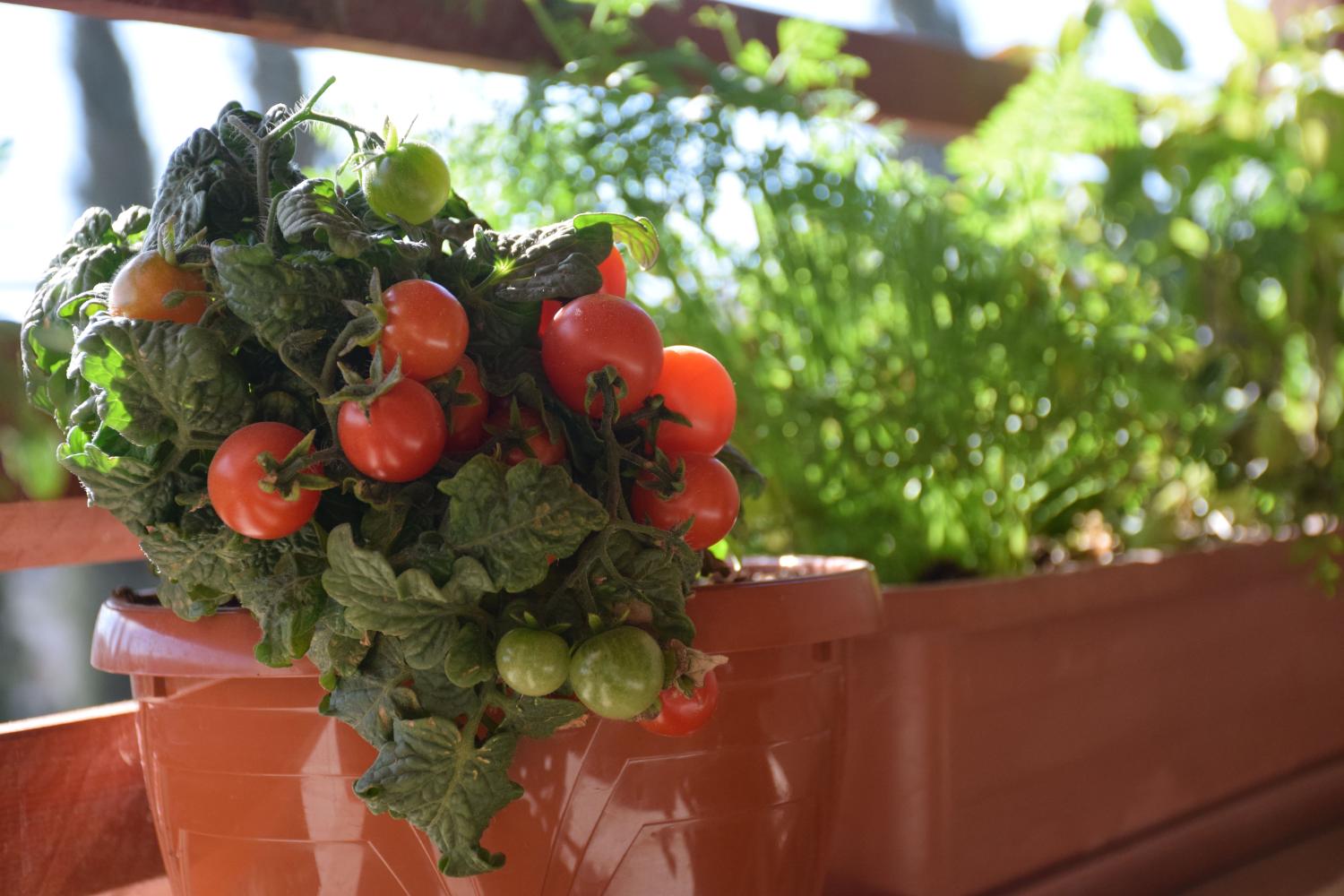 Un plant de tomates cerises dans un bac plastique marron à côté d’un bac contenant de multiples aromates, sur un balcon 