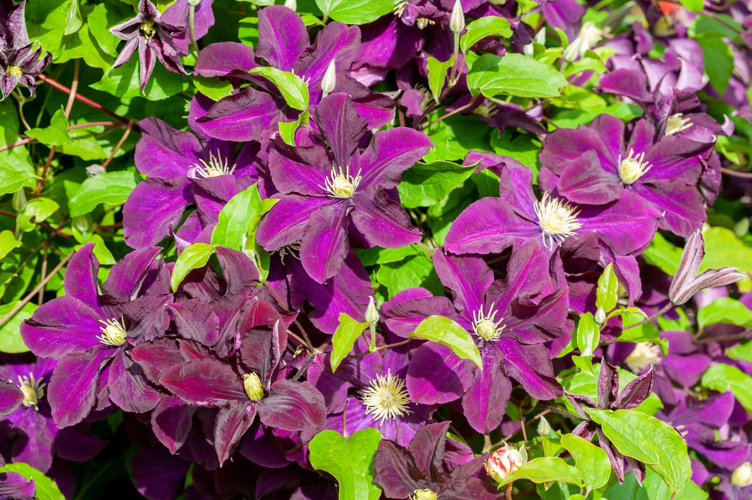 Fleurs et feuillage de la clématite « Victoire de Varsovie »