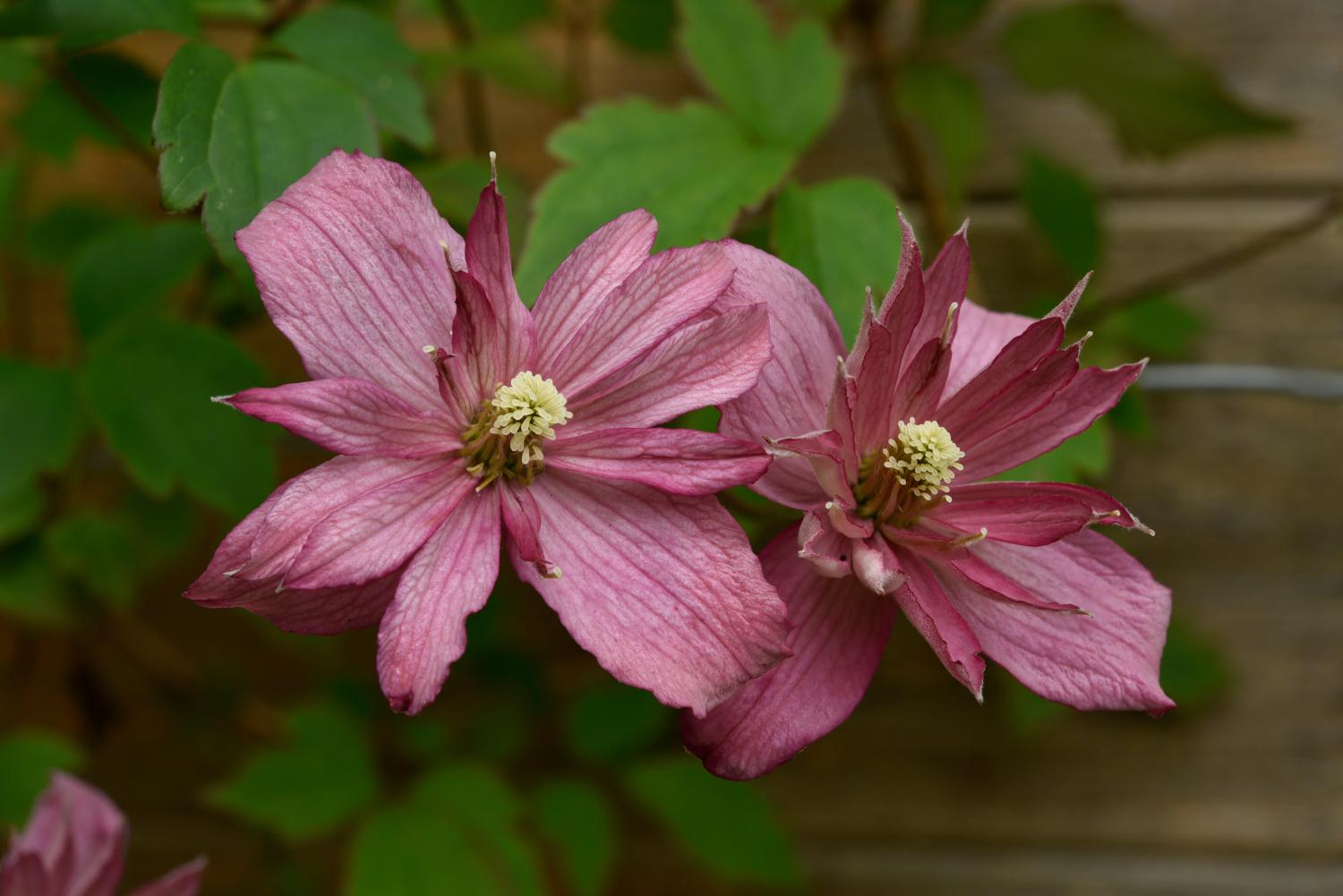 Gros plan sur deux fleurs de clématite « Broughton Star »