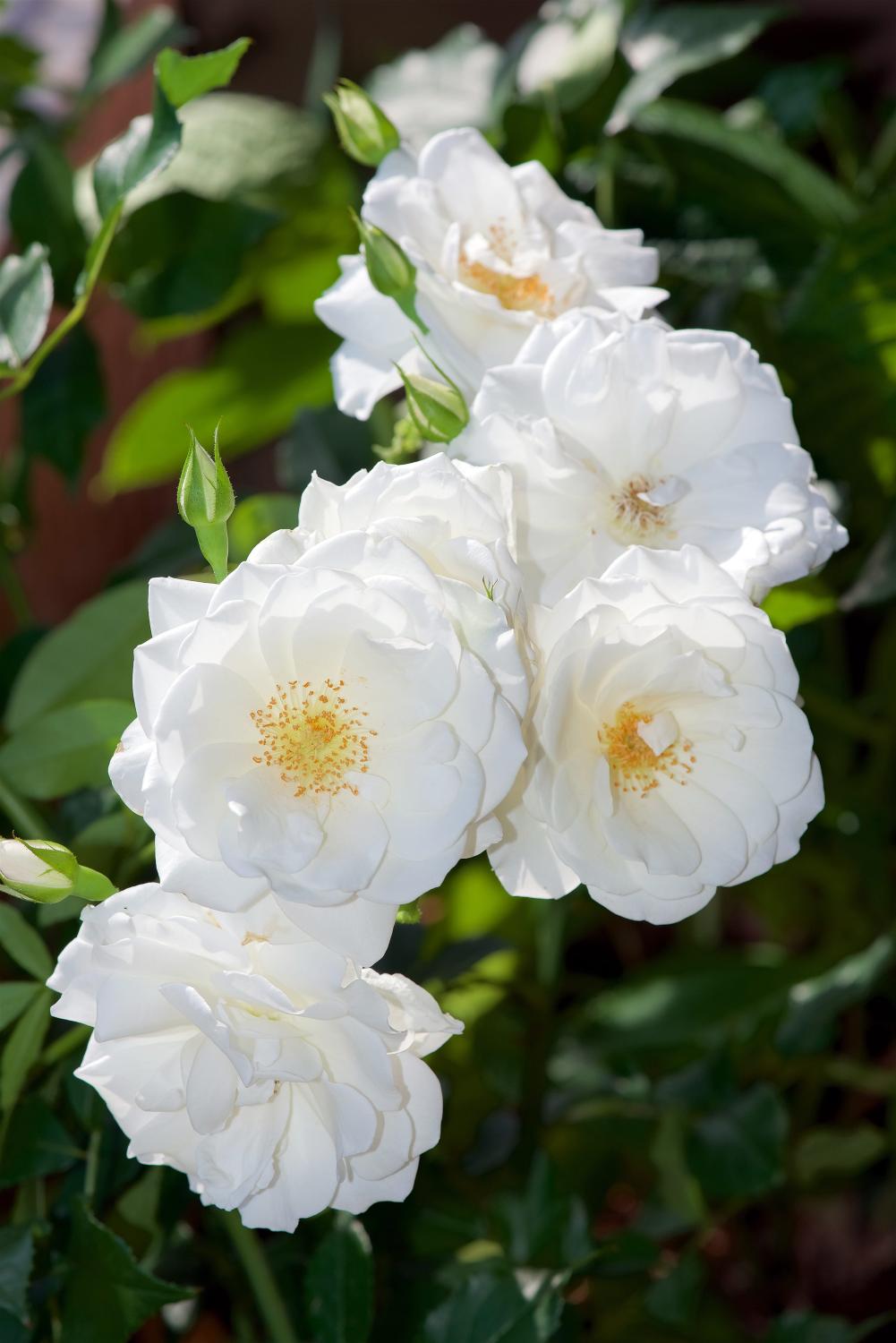 Un bouquet de 6 roses « Climbing Iceberg » sur tiges 