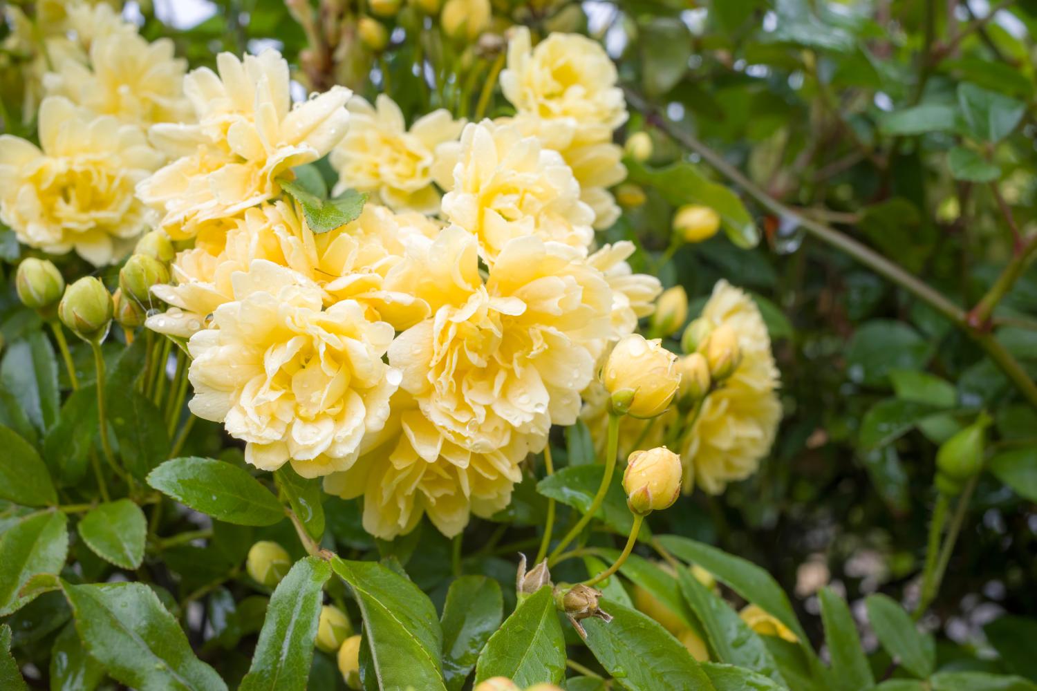 Un bouquet de fleurs du rosier de Lady Banks avec le feuillage 