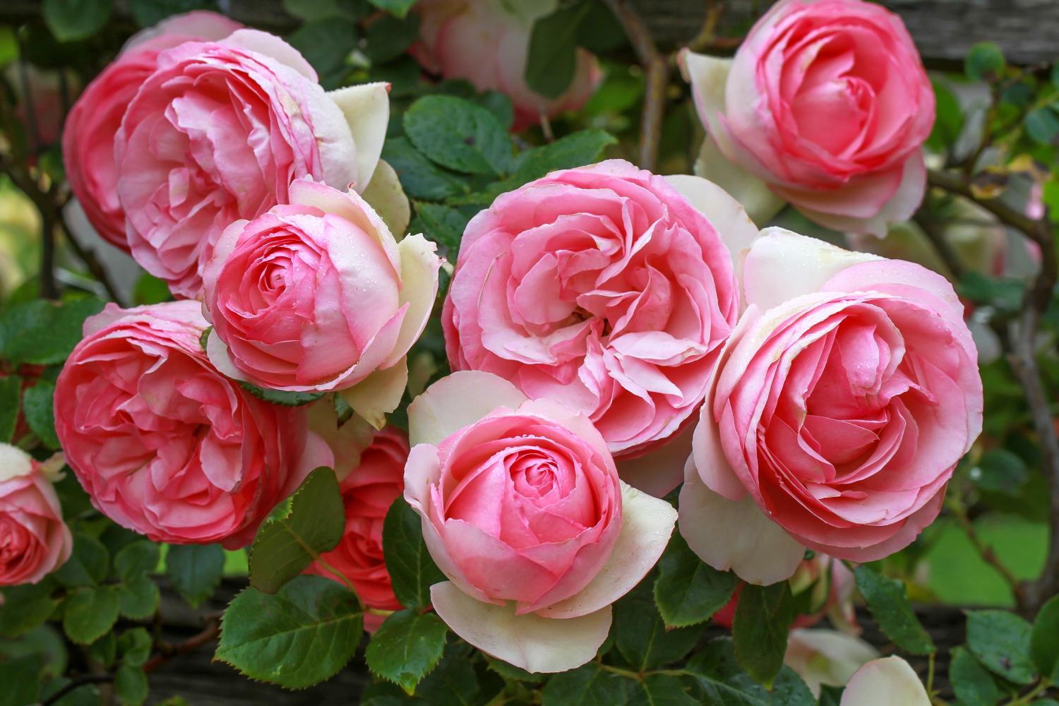 Un bouquet de fleurs du rosier « Pierre De Ronsard » et son feuillage 