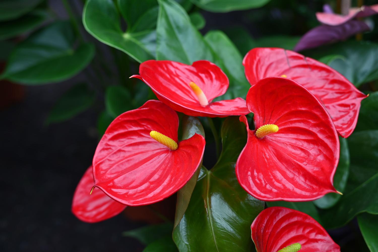 Une plante d’Anthurium avec une spathe rouge en forme de cœur et un spadice jaune pâle