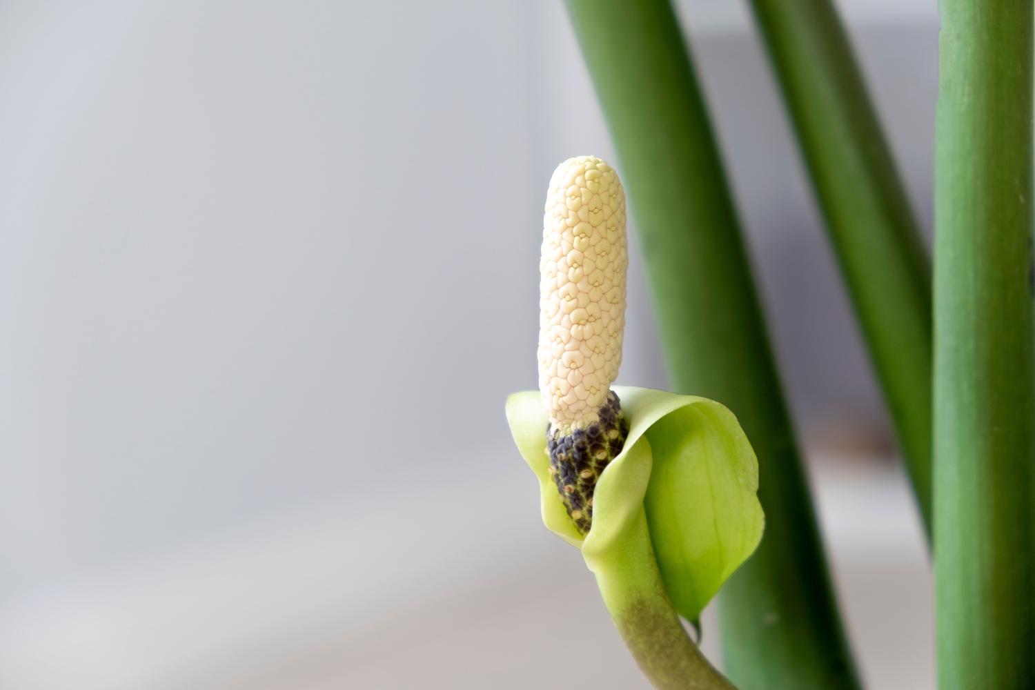 Une fleur de zamioculcas blanc en gros plan