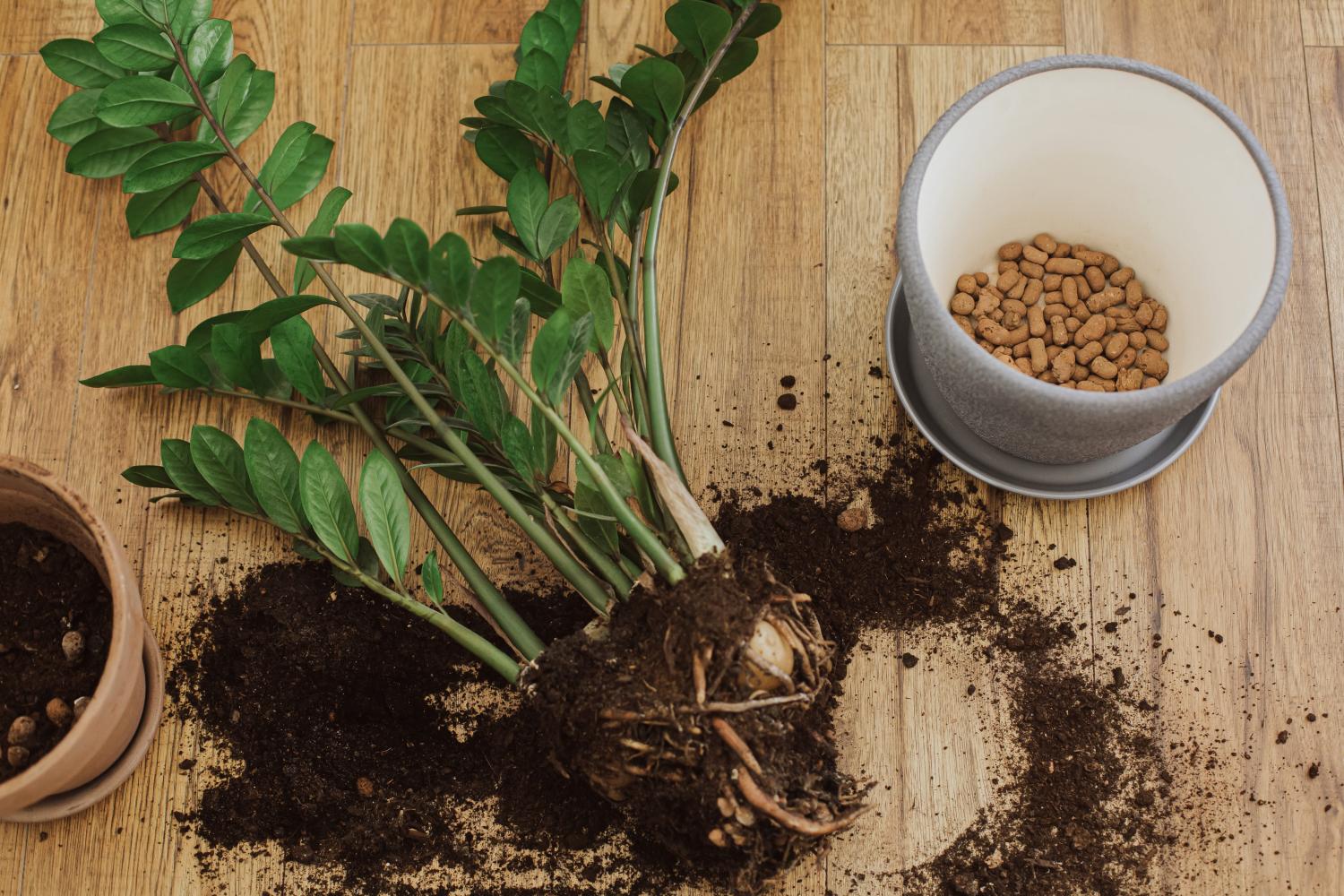 Une plante de zamioculcas sur le sol avec des racines apparentes, sa motte et un pot avec des billes de drainage