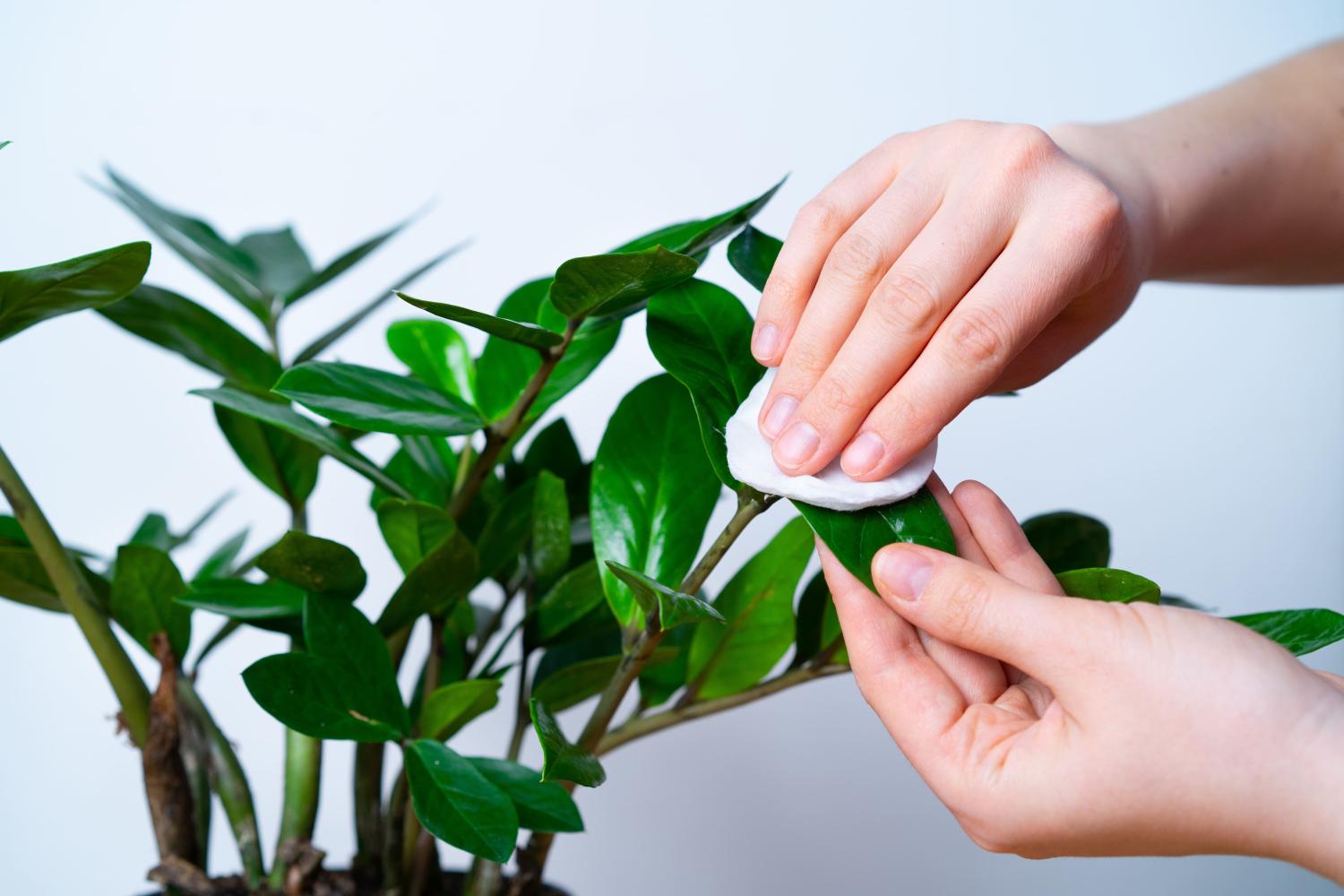 Les mains d’une personne qui essuie les feuilles de zamioculcas avec un disque de coton humide