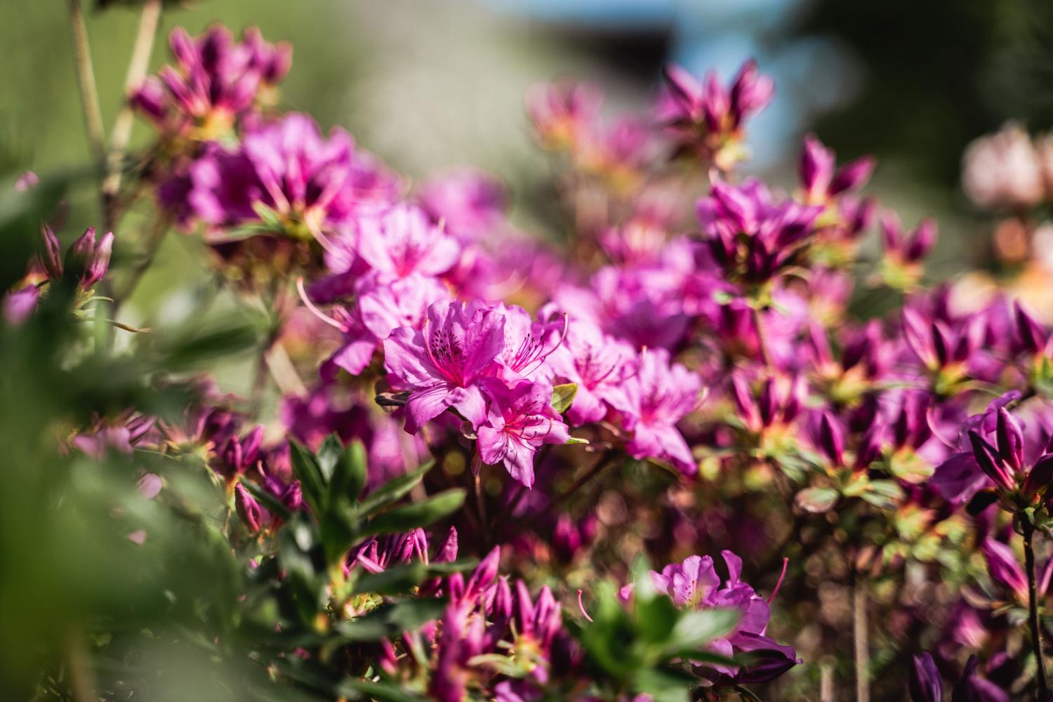 Jasnofioletowy rododendron kwitnący wiosną w ogrodzie