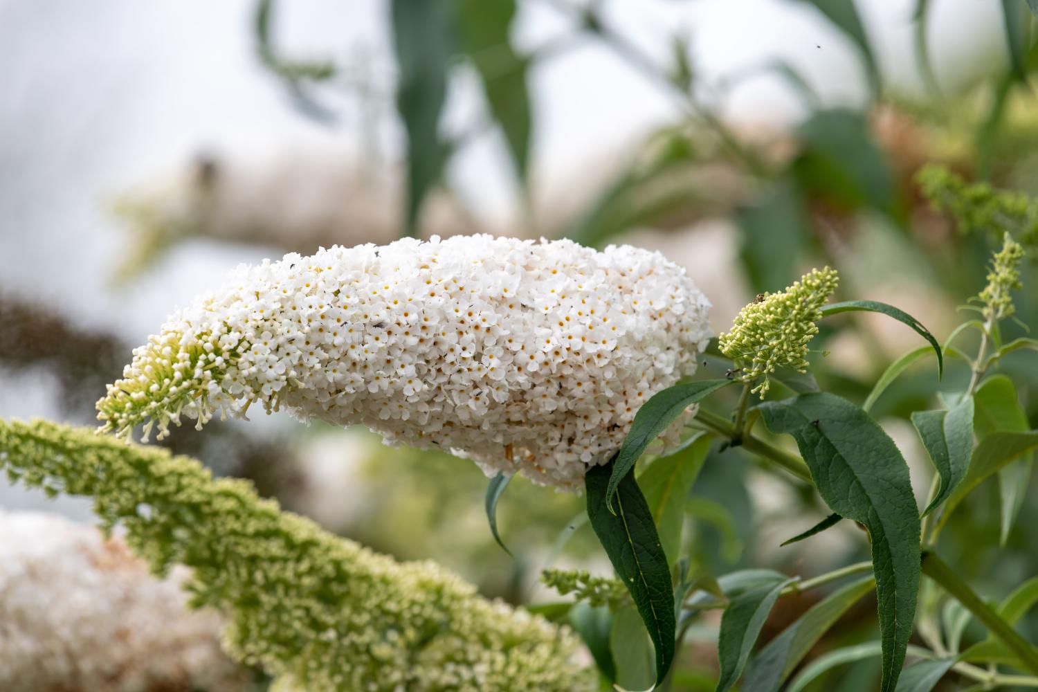 zbliżenie białego kwiatu na krzaku budlei „White Profusion”.