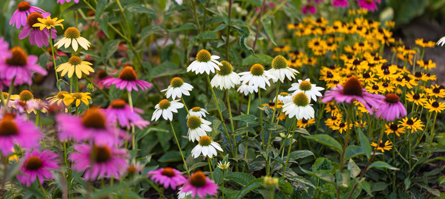 Sonnenhutbeet mit weißen, roten und gelben Scheinsonnenhut. Im Hintergrund Rudbeckia.