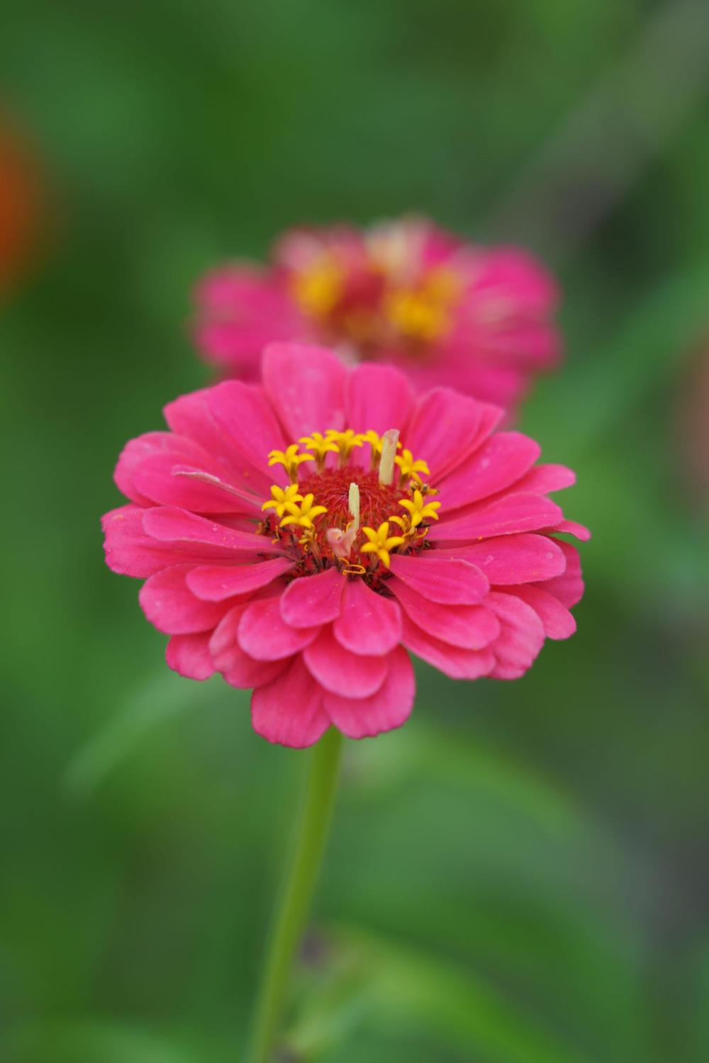 Zinnien (Zinnia angustifolia)