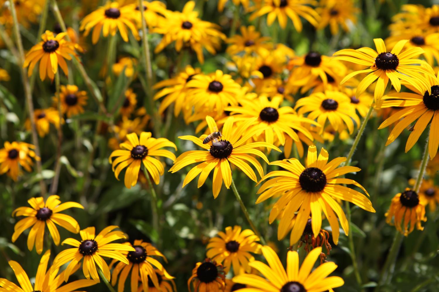 Rudbeckia