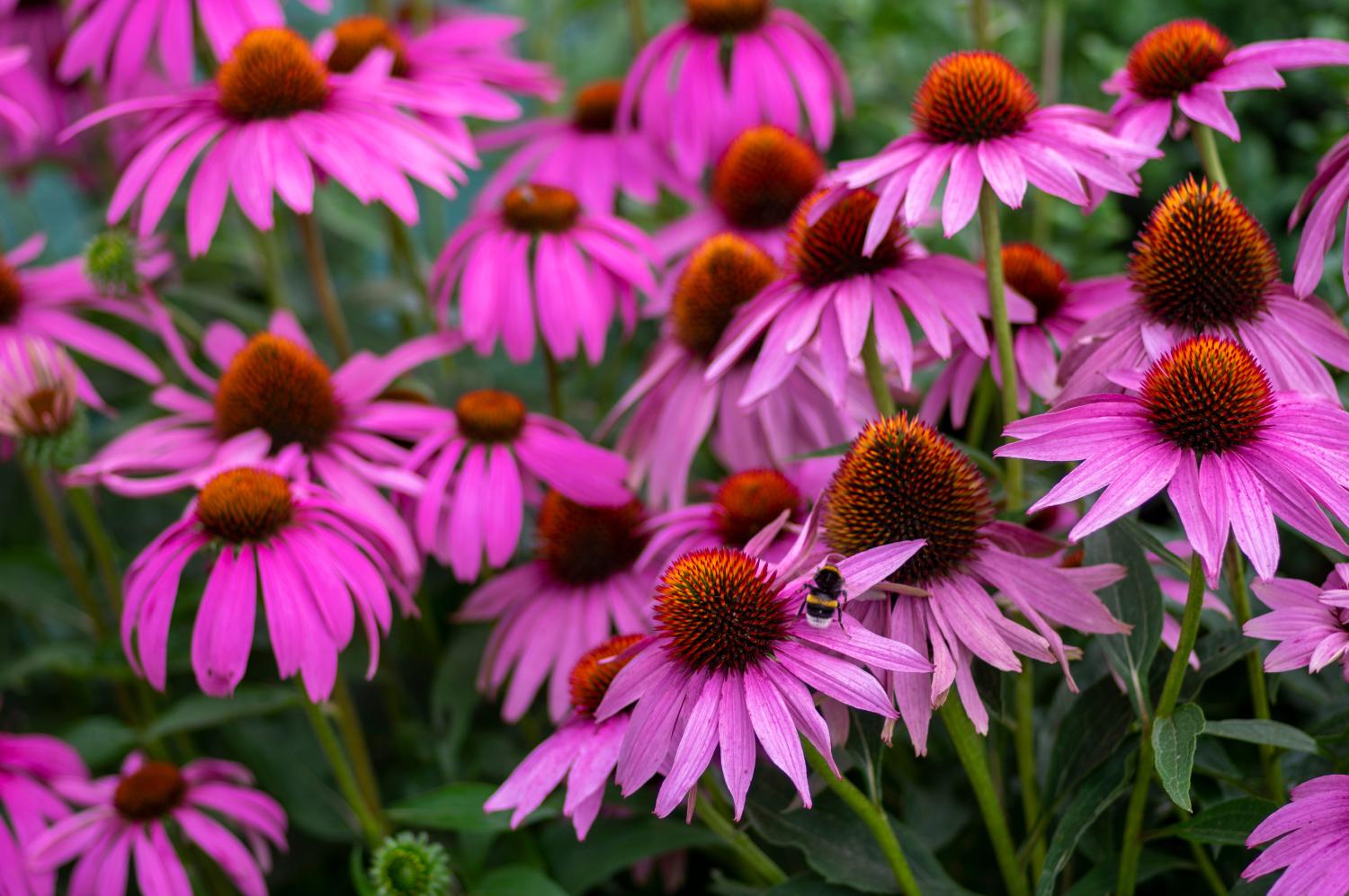 Echinacea purpurea