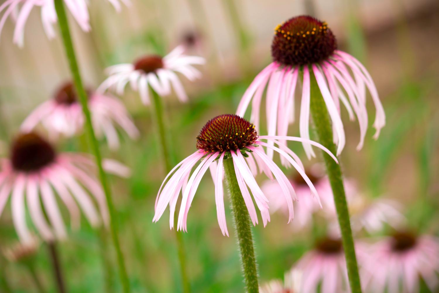 Echinacea pallida