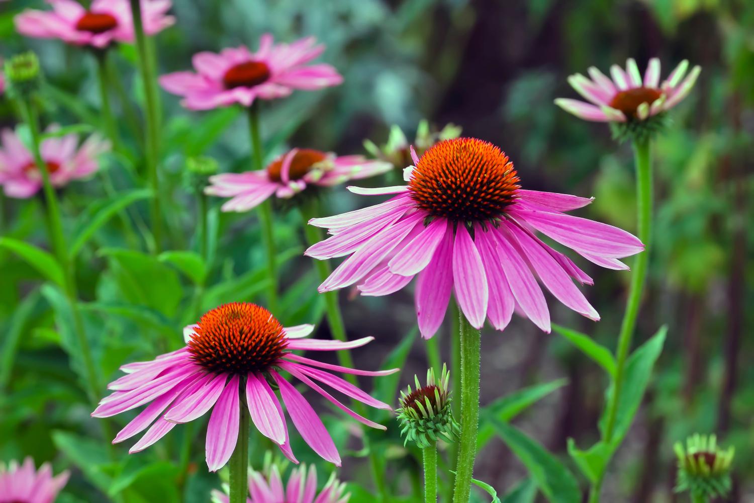 Echinacea angustifolia