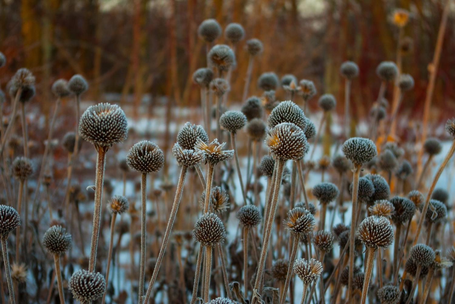 Die trockenen Samenstände des Sonnenhuts zieren auch im Winter noch den Garten.