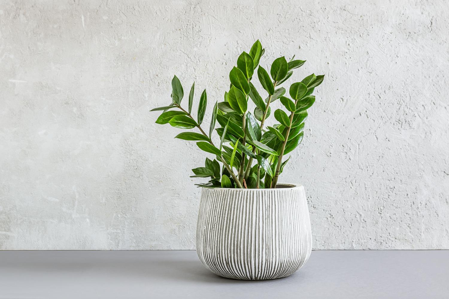 Zamioculcas w szarej ceramicznej doniczce na jasnym tle, w koncepcji minimalnego wystroju domu