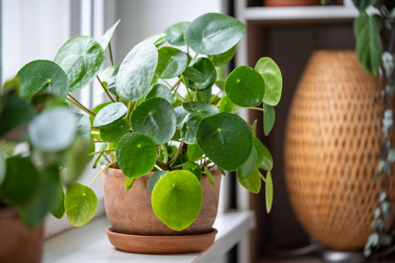 Pilea peperomioides w doniczce z terakoty na parapecie w domu.