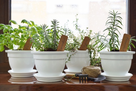 Plantes aromatiques en pot en intérieur : culture et récolte