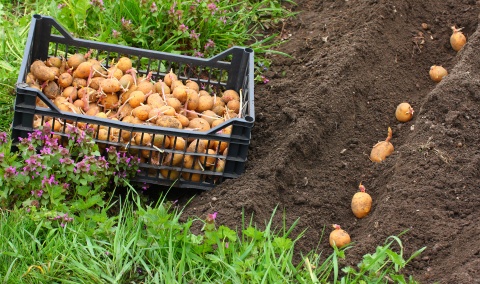 Quand planter les pommes de terre