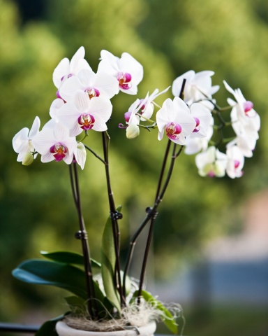 Entretien D Orchidees Comment Les Faire Refleurir La Pause Jardin