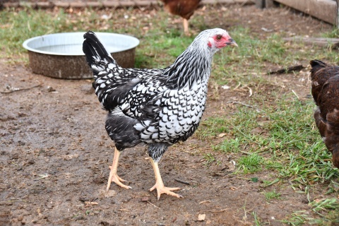 Les poules collector des alli s pour votre jardin Mon jardin