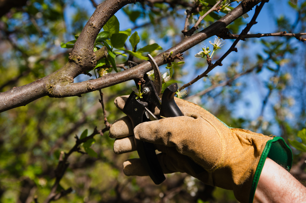 La Taille Des Arbres Fruitiers Video Et Conseils De Jardinage La Pause Jardin Tv