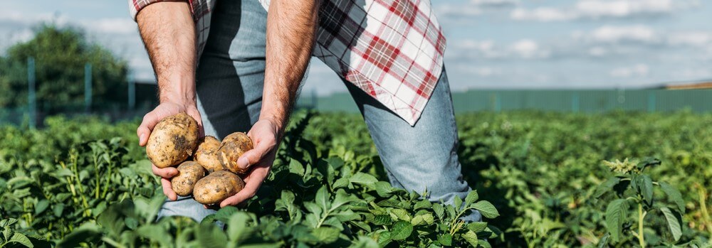 Planting potatoes