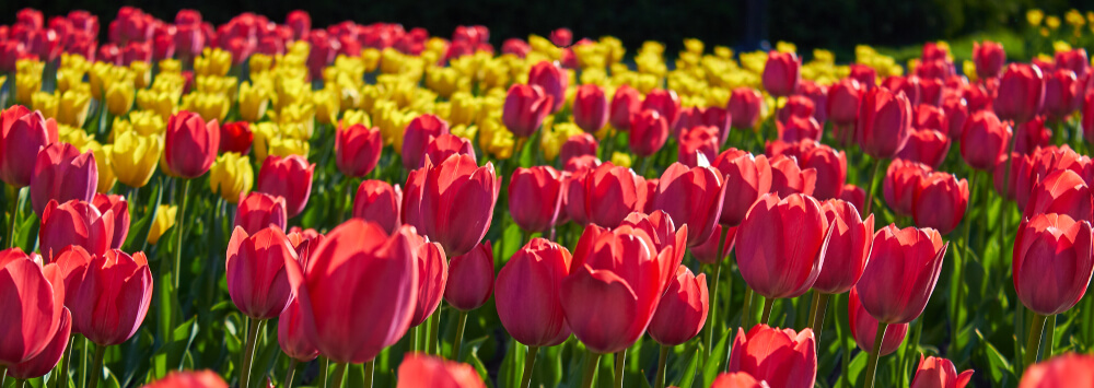 Types of tulip