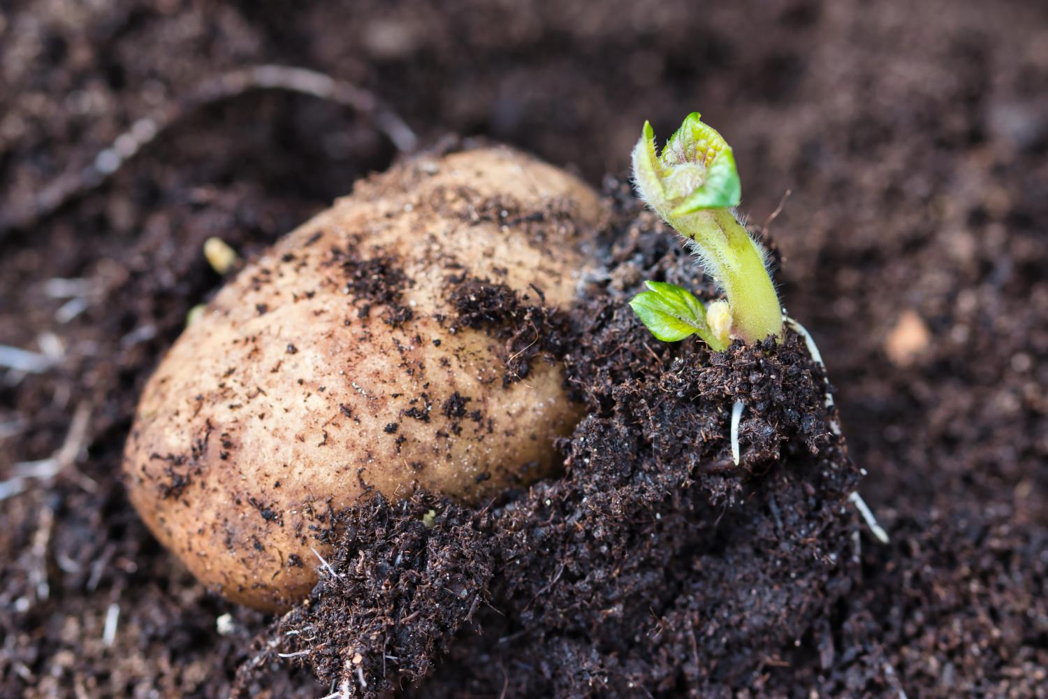 Close-up of sprouting seed potato in the ground