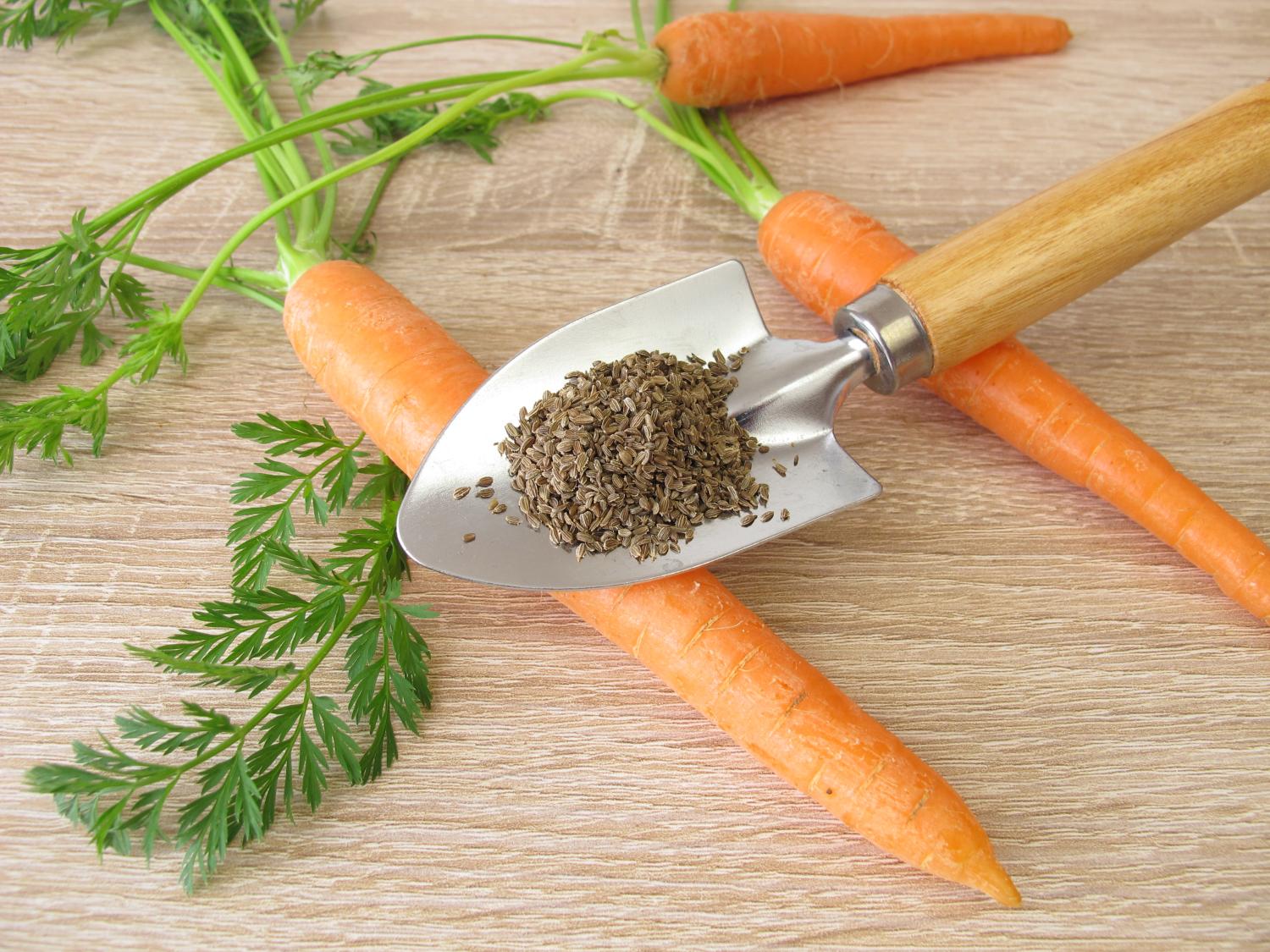 Carrot seeds, a gardening trowel and some ripe carrots.