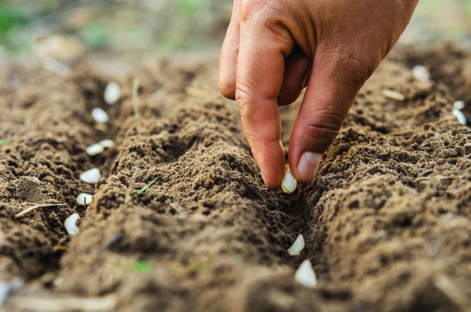 Close-up of a hand planting a row of pumpkin seeds in the ground.