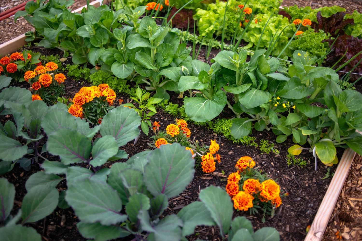 Raised bed planted with vegetables and marigolds as companion planting