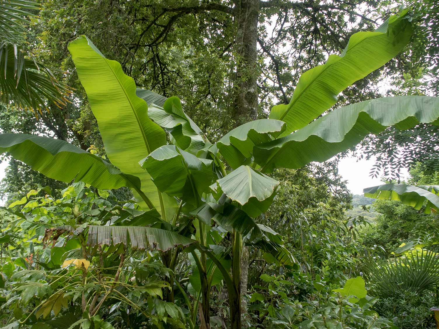 How to grow and care for banana plants | Love The Garden