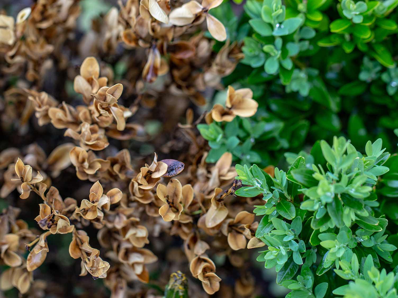 Box blight Treatment and control Love The Garden