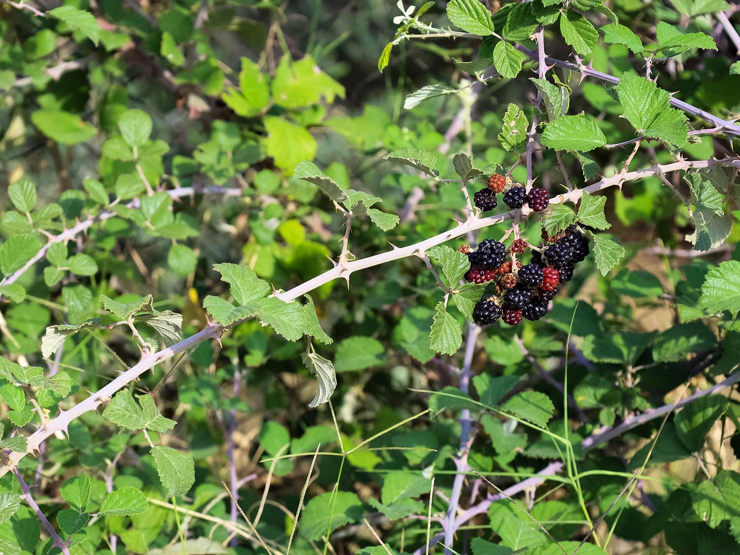 Brambles - treatment and control | Love The Garden