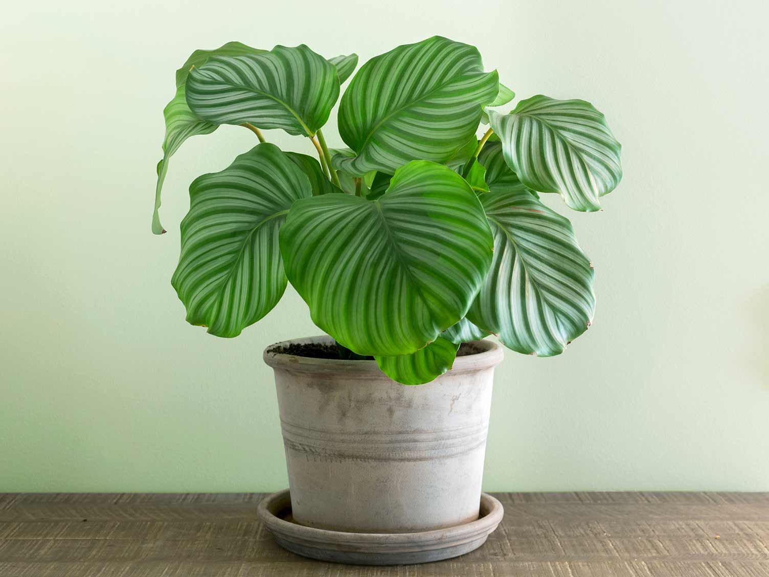 When To Water Calathea