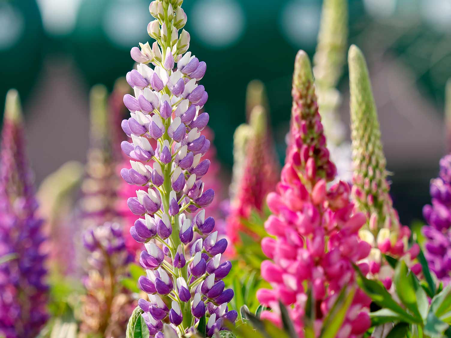 How to grow and care for lupins | Love The Garden
