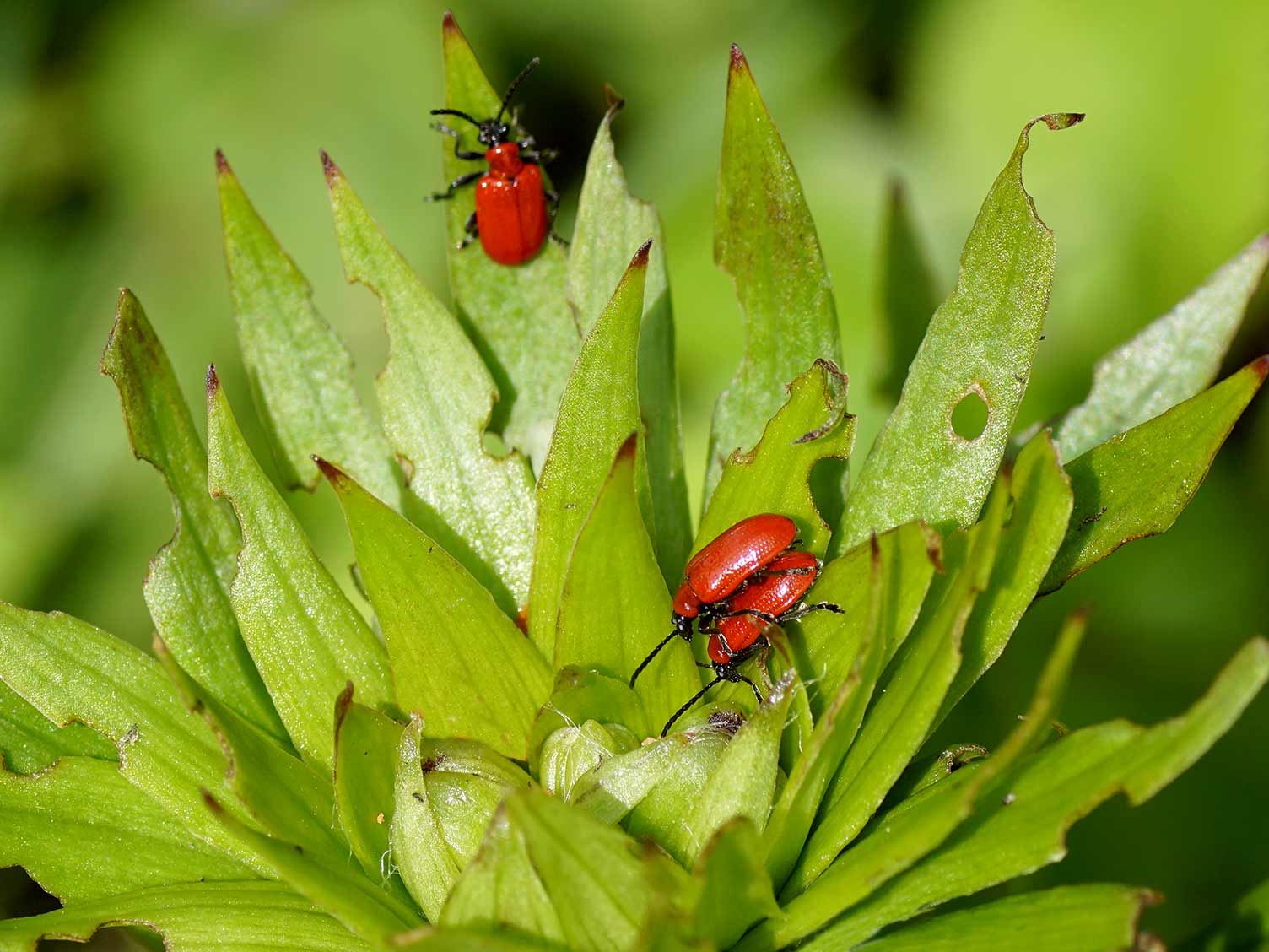 How To Get Rid Of Red Bugs