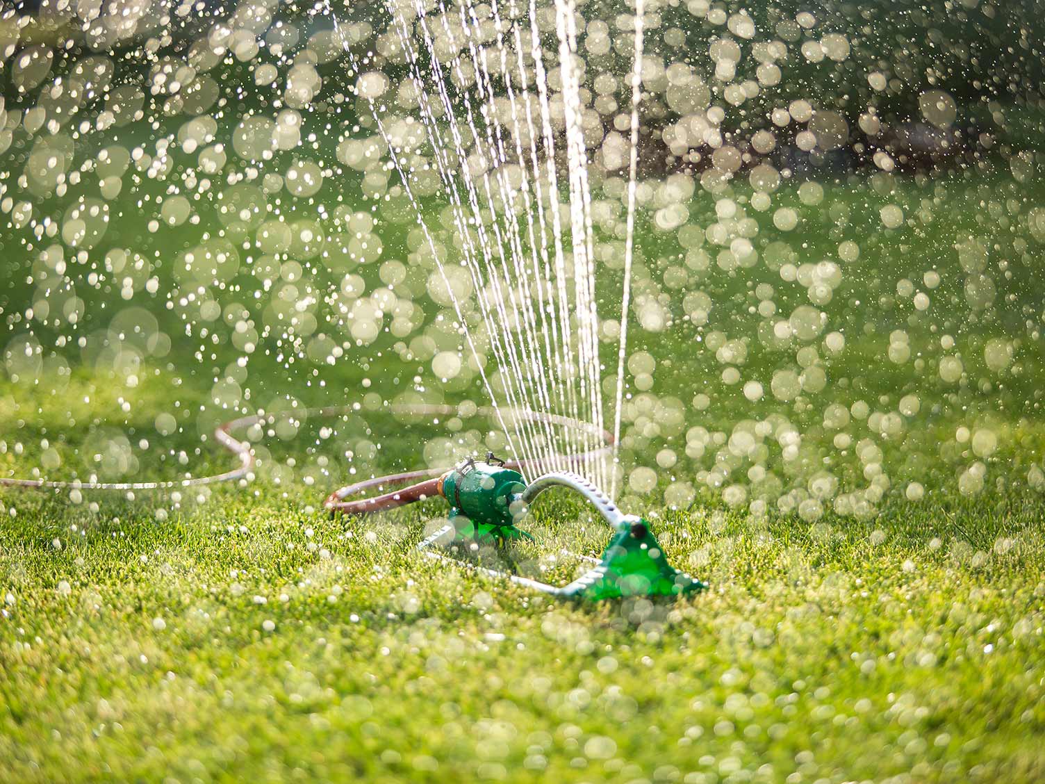 How to water a lawn | Love The Garden