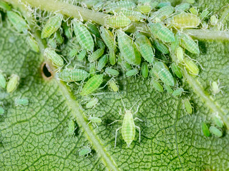 Thrips and aphids on flowering plants