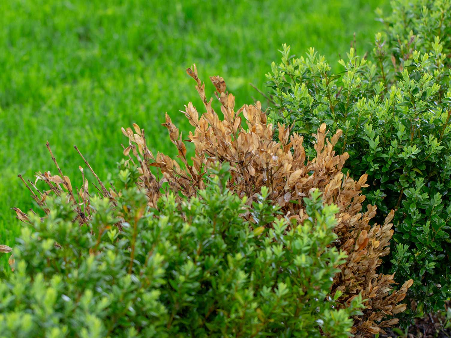 Box blight - Treatment and control | Love The Garden