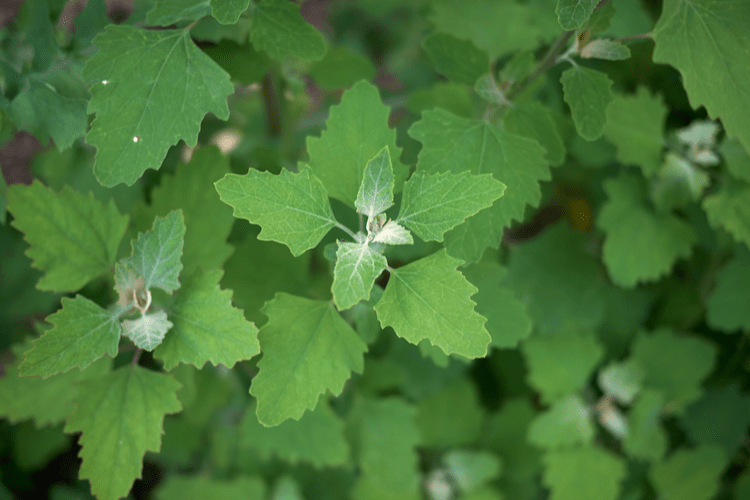 Najczęściej Występujące Chwasty Ogrodowe Love The Garden