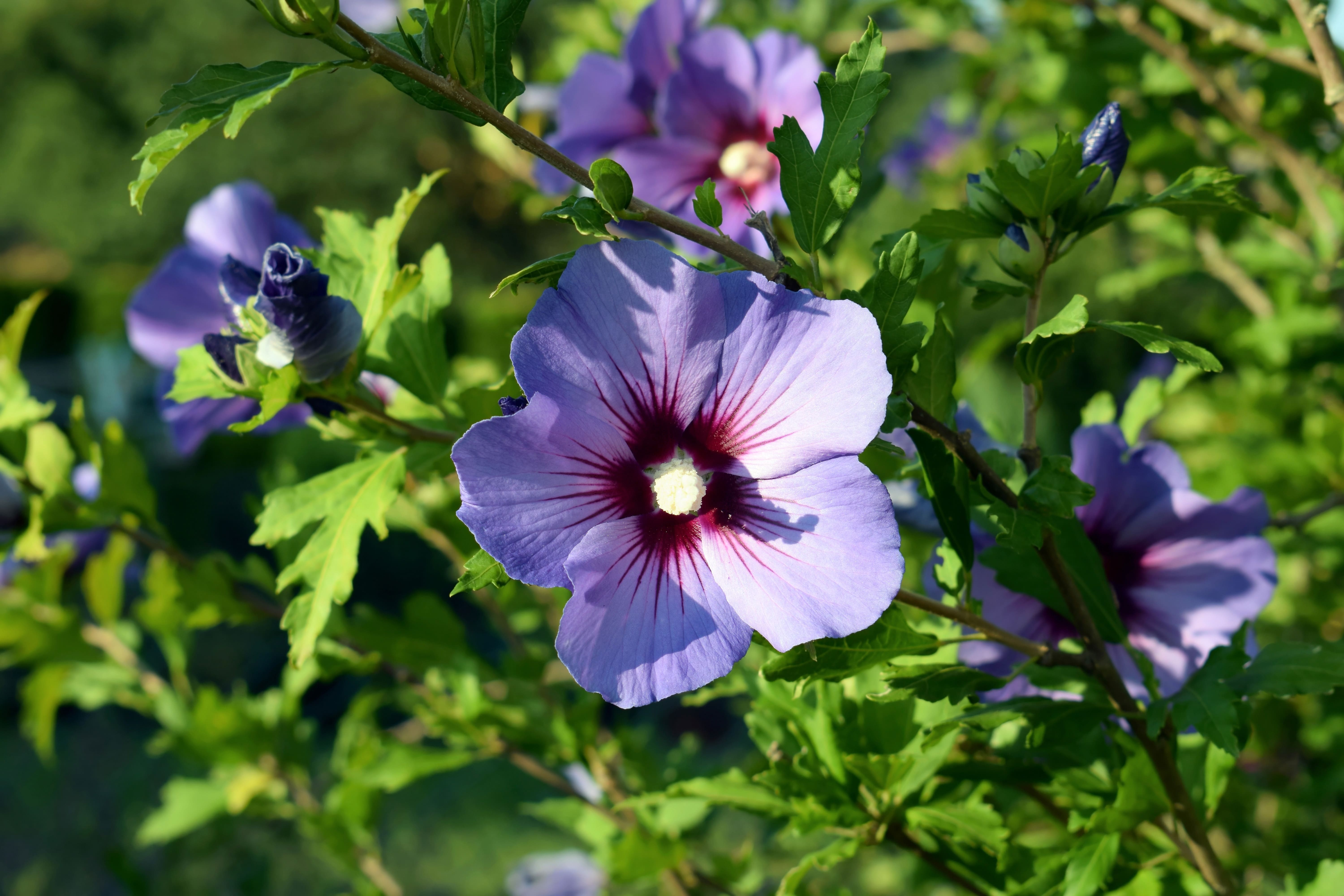 Een hibiscusstruik in de tuin​​