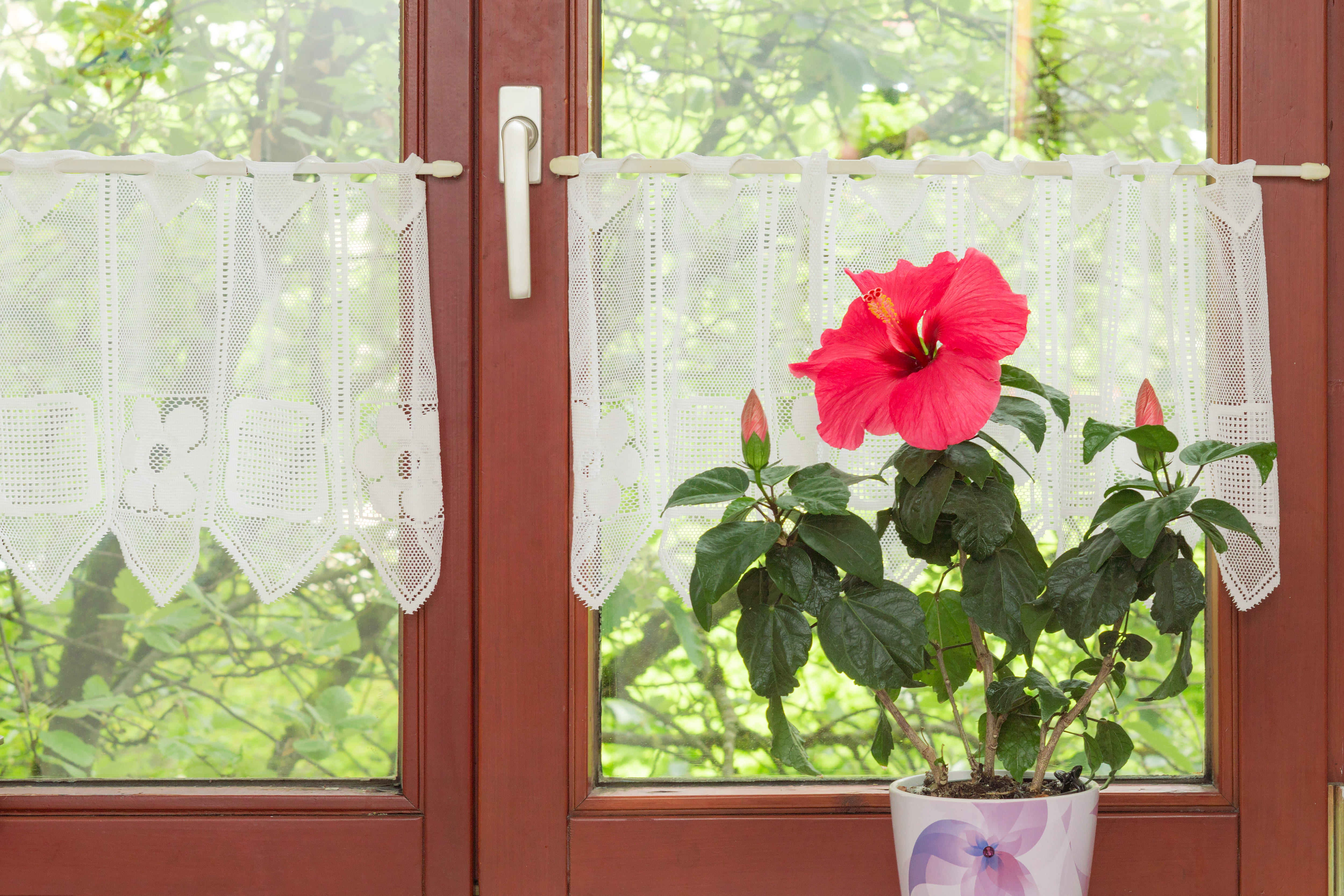 Hibiscus als kamerplant in pot​