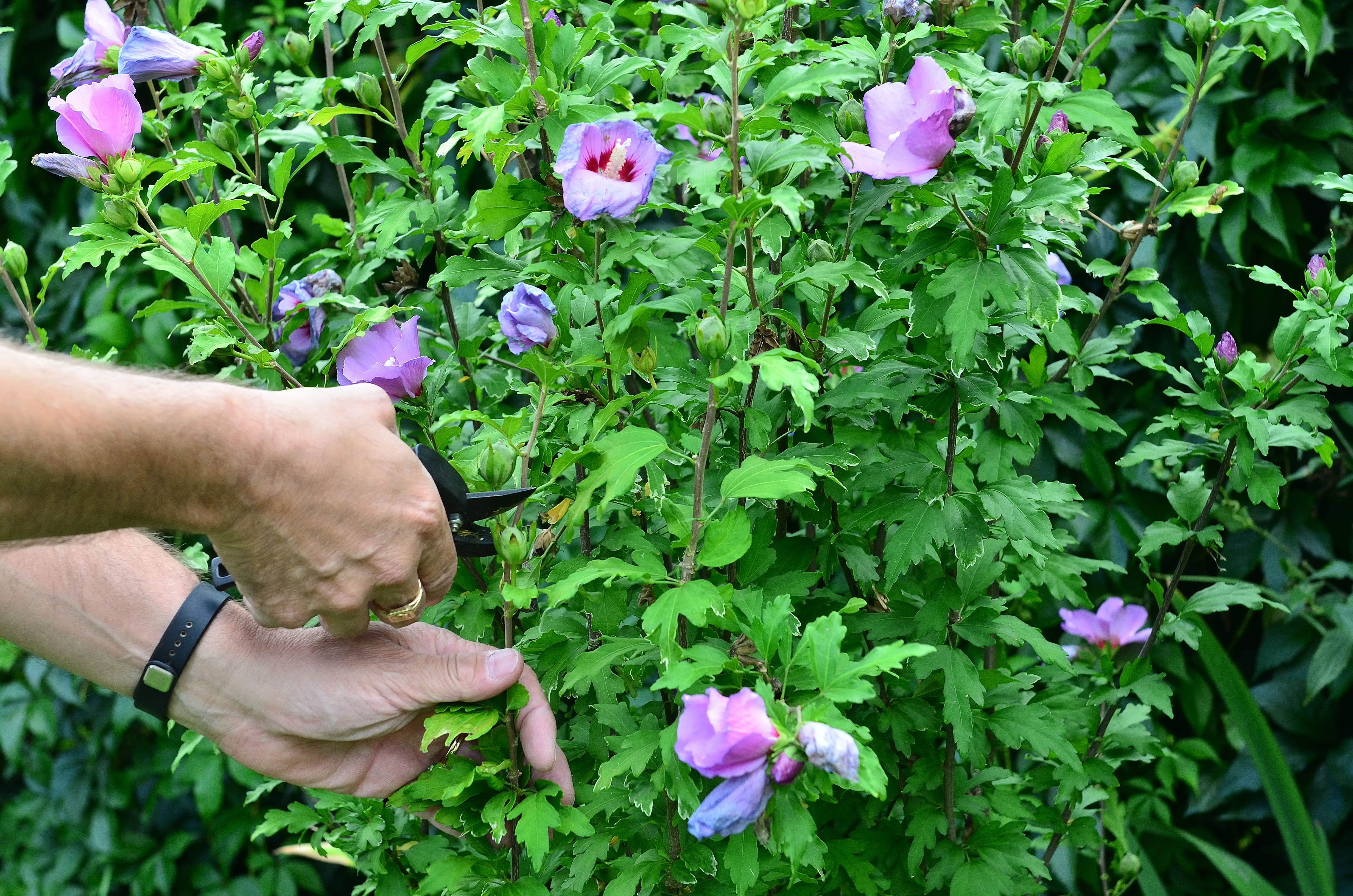 Hibiscus snoeien​