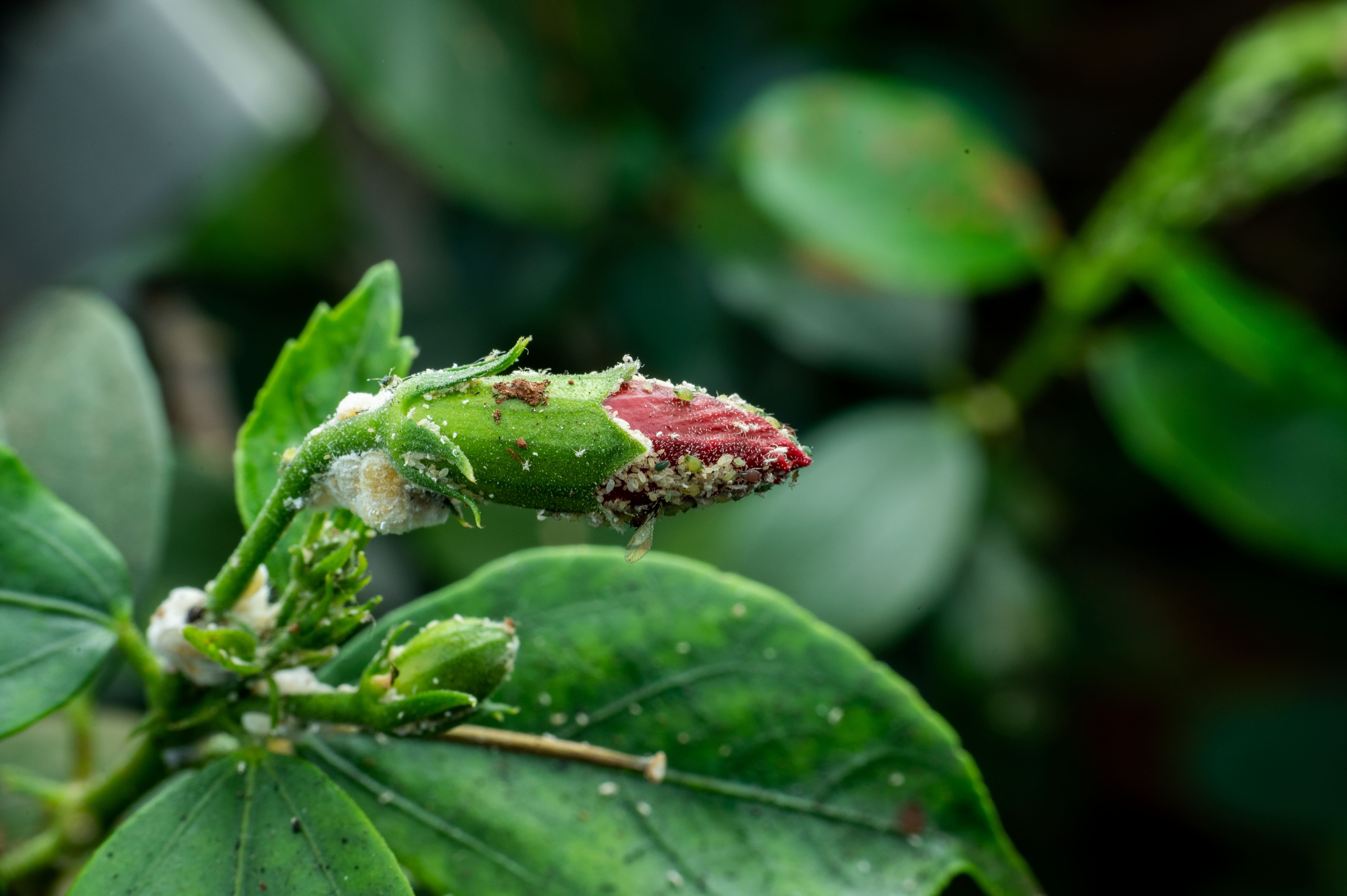 Hibicus met bladluizen op de bloemknop​